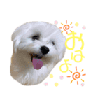 愛犬ジルちゃん！（個別スタンプ：3）