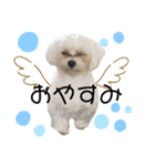 愛犬ジルちゃん！（個別スタンプ：4）