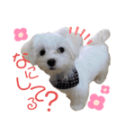愛犬ジルちゃん！（個別スタンプ：6）