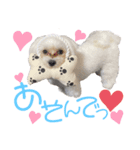 愛犬ジルちゃん！（個別スタンプ：7）