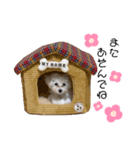 愛犬ジルちゃん！（個別スタンプ：8）