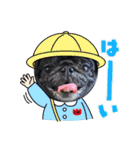 黒パグ小鉄（個別スタンプ：1）