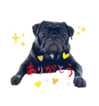 黒パグ小鉄（個別スタンプ：6）