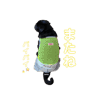黒パグ小鉄（個別スタンプ：10）