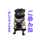 黒パグ小鉄（個別スタンプ：12）