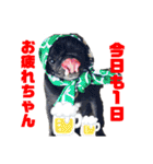 黒パグ小鉄（個別スタンプ：13）