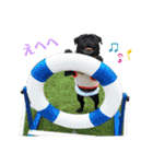 黒パグ小鉄（個別スタンプ：14）