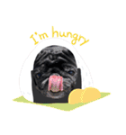 黒パグ小鉄（個別スタンプ：30）