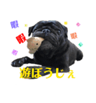 黒パグ小鉄（個別スタンプ：35）