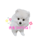 こいぬのもいちゃん（個別スタンプ：5）