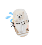 こいぬのもいちゃん（個別スタンプ：6）