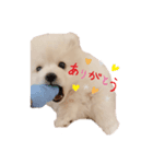 こいぬのもいちゃん（個別スタンプ：8）
