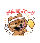 ポメラニアン・ぴょん太のスタンプ（個別スタンプ：5）