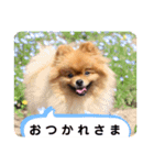 ポメラニアン・ぴょん太のスタンプ（個別スタンプ：6）