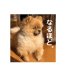 ポメラニアン・ぴょん太のスタンプ（個別スタンプ：9）
