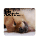 ポメラニアン・ぴょん太のスタンプ（個別スタンプ：11）