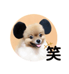 ポメラニアン・ぴょん太のスタンプ（個別スタンプ：15）