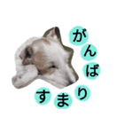 【ジャックラッセル】のんびり屋（個別スタンプ：4）