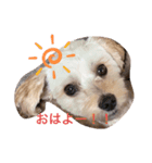 くしゅの日常（個別スタンプ：1）
