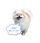 ポメラニアン 小太郎（個別スタンプ：1）