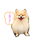 ポメラニアン 小太郎（個別スタンプ：3）