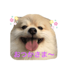 ポメラニアン 小太郎（個別スタンプ：6）