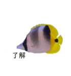熱帯魚くん（個別スタンプ：1）