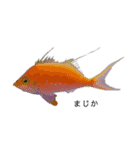 熱帯魚くん（個別スタンプ：2）