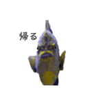 熱帯魚くん（個別スタンプ：3）