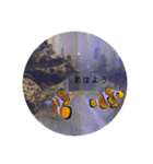 熱帯魚くん（個別スタンプ：4）