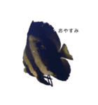 熱帯魚くん（個別スタンプ：6）