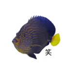 熱帯魚くん（個別スタンプ：7）