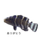 熱帯魚くん（個別スタンプ：10）