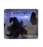 熱帯魚くん（個別スタンプ：11）