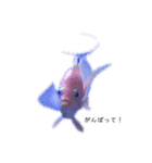 熱帯魚くん（個別スタンプ：12）