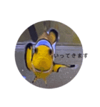 熱帯魚くん（個別スタンプ：13）