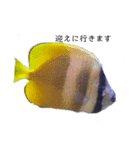 熱帯魚くん（個別スタンプ：14）