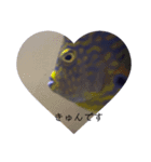 熱帯魚くん（個別スタンプ：15）