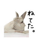 上から目線のロイドくん2（個別スタンプ：6）
