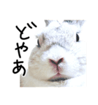 上から目線のロイドくん2（個別スタンプ：21）