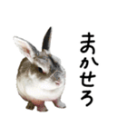 上から目線のロイドくん2（個別スタンプ：22）