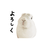 上から目線のロイドくん2（個別スタンプ：28）