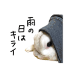 上から目線のロイドくん2（個別スタンプ：37）