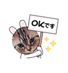 ニャー助 第二弾（個別スタンプ：5）