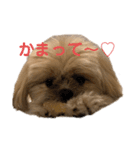 カプリコ（個別スタンプ：2）