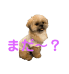 カプリコ（個別スタンプ：5）