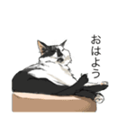 あまりにもリアルな猫（個別スタンプ：2）