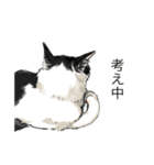 あまりにもリアルな猫（個別スタンプ：3）