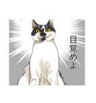あまりにもリアルな猫（個別スタンプ：6）