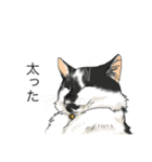 あまりにもリアルな猫（個別スタンプ：8）